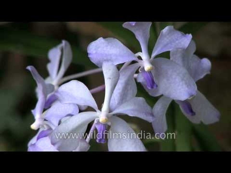 Rare blue Vanda orchid - cure against blindness and aging!