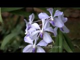 Staghorn fern and rare Blue Vanda orchid growing in India