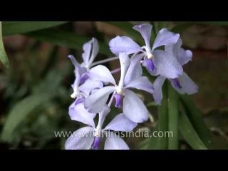 Staghorn fern and rare Blue Vanda orchid growing in India