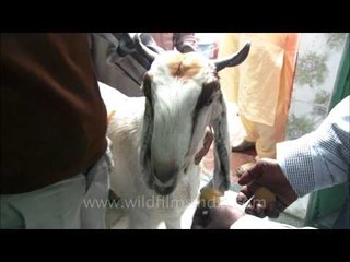 Goat's last supper before qurbani on Bakri-Id, Delhi
