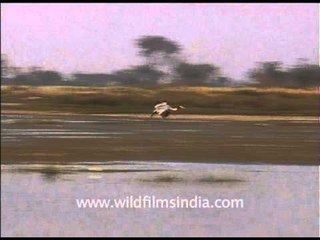 Dancing Sarus Cranes???