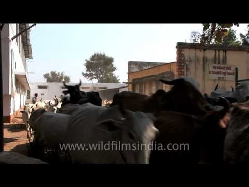 Holiest of cows in Nagpur - The feces and urine will be processed into medicines!