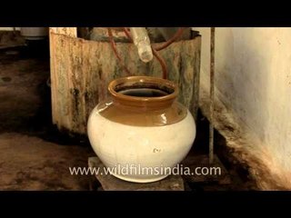 Dare to drink cow pee? Medicinal Distilled Cow Urine for health benefits