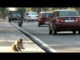 Eat street monkeys of Delhi