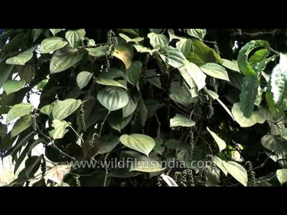 Pepper spice growing as a creeper