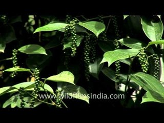 Black pepper flowering vine in kerala
