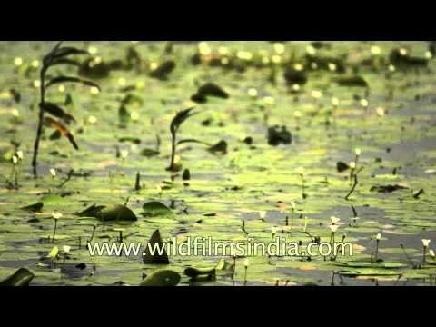 Kaas - water lilies of the Western Ghats