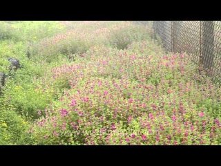 Ipomoea barlerioides - Carpet of pink morning glory flowers in Kas Plateau
