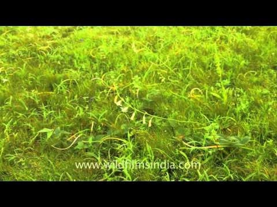 Kaas flower forest, Mahabaleshwar
