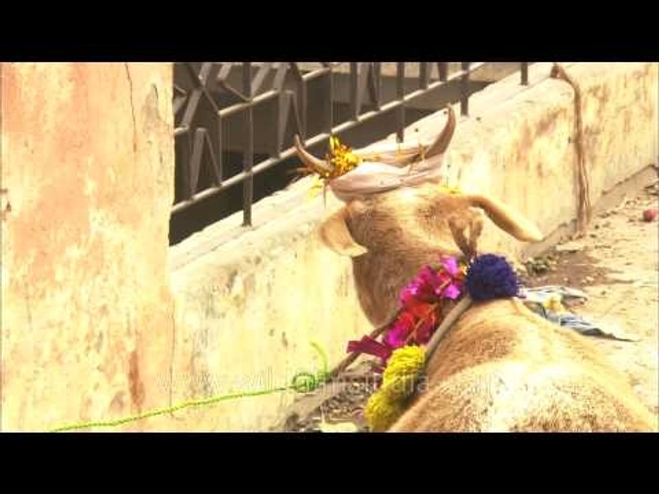 Tethering goats before killing it on Bakri-Id