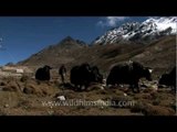 Yaks, Teesta river and Mt. Chomiomo / Kanchenjhau, in Sikkim