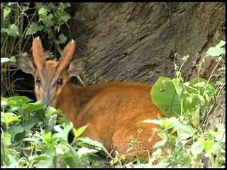 A curious barking deer