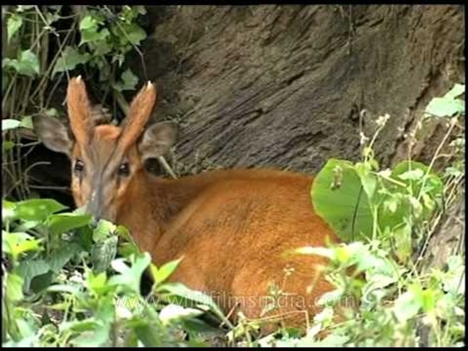 A curious barking deer