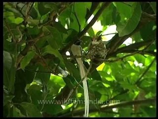 The most beautiful bird in India: Terpsiphone paradisi!