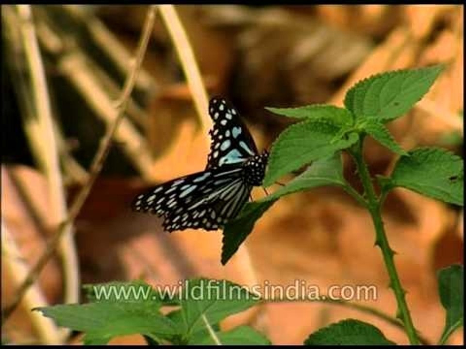 Blue tiger butterfly (Tirumala septentrionis)