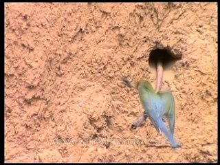 Flight of the Bee-eater: a short film