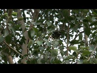 Female asian koel in Delhi (Eudynamys scolopaceus)