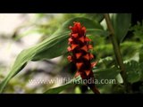 Wild orange ginger flower in Kas Plateau