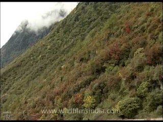 Fall colours in Sikkim Himalaya, India