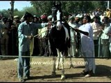 Indian Horse show at the Pushkar mela