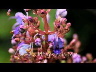 Discover the Stunning Blue Fountain Bush of Kas Plateau 🌿