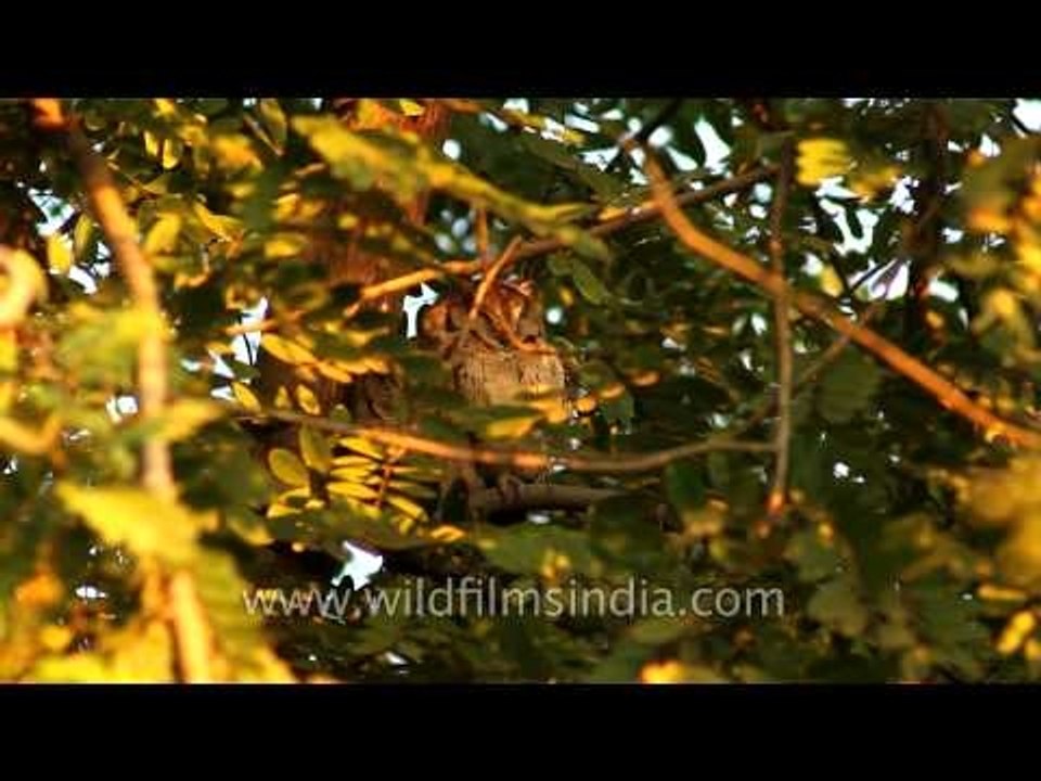 Collared Scops Owl - Mid day owls of Bharatpur Bird sanctuary