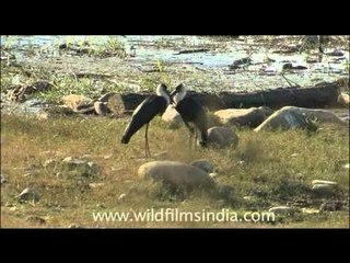 Cute Alert! Lovey dovey White-necked Bishop storks romancing near a pond
