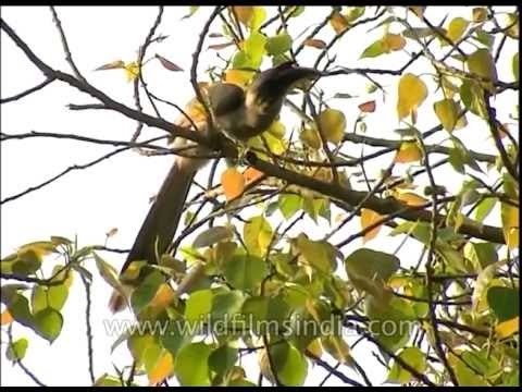Indian Grey hornbill (Ocyceros birostris)