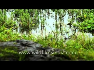 Indian Arrowroot or Chavar at Wilson Point, Mahabaleshwar