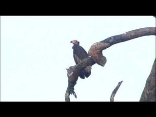 King Vulture on a bare tree