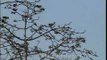Bird perching on a tree in Kaziranga