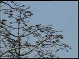 Bird perching on a tree in Kaziranga