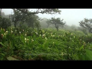 Indian arrowroot or Chavar (Hitchenia caulina) of the Kas plateau