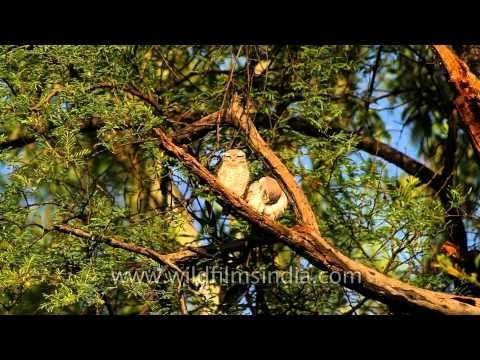 Spotted Owlet (Athene brama) in India
