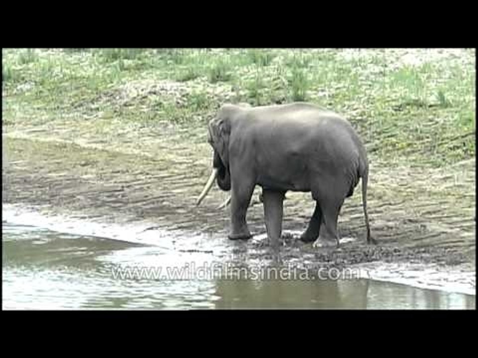 Water for elephants in Kaziranga - Coz they love to drink it!