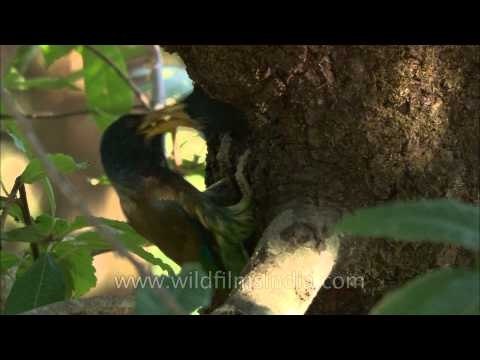 Mama Barbet feeds her chicks