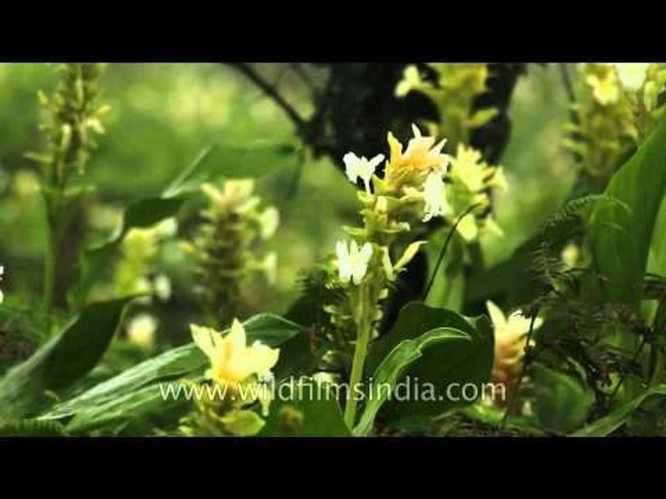 Indian arrowroot or Chavar (Hitchenia caulina)