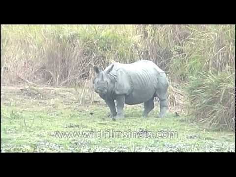 Kaziranga Indian One-horned Rhinoceros grazing along a beel