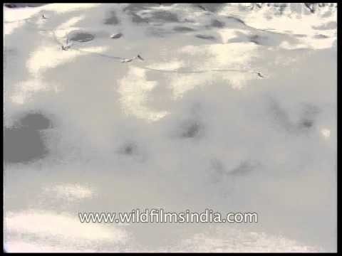 Perfect skiing spot for extreme sports & adventure lovers - Himalaya