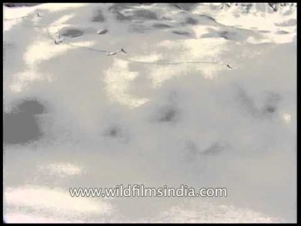 Perfect skiing spot for extreme sports & adventure lovers - Himalaya