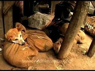 Dogs and dog meat for sale in an Asian market