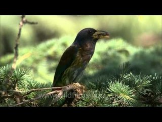 Great Hill Barbet nesting in a tree cavity
