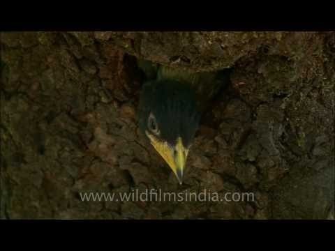 Nest hole in the tree with Himalayan barbet right next to it