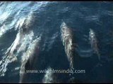 A pod of dolphins swimming in Kerala backwaters