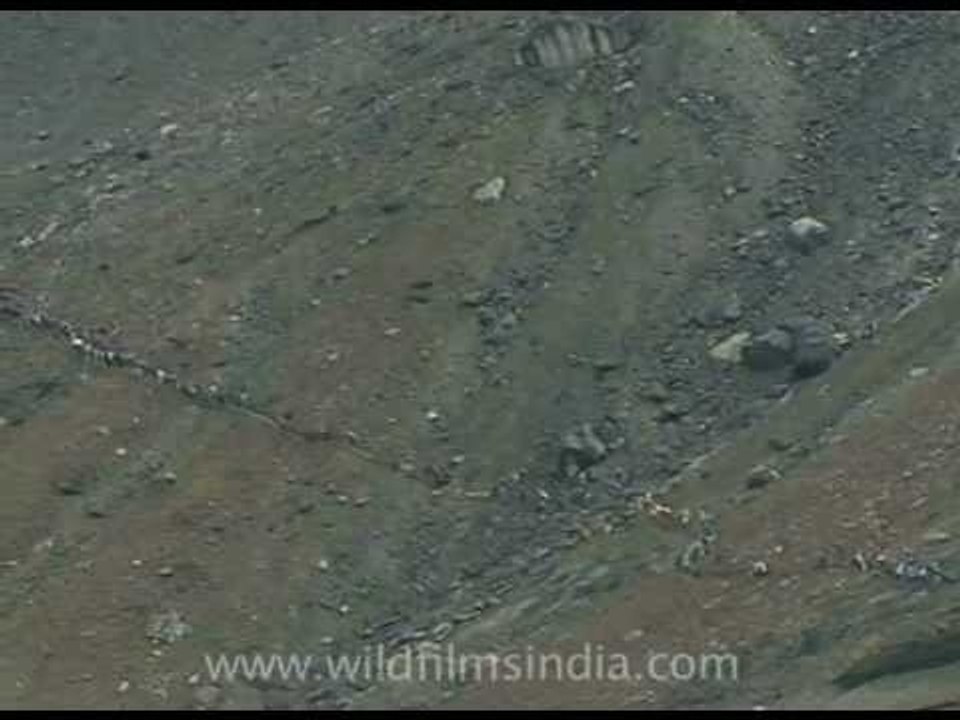 Devotees on the way to Nanda Devi from Roopkund