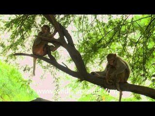 "Do not disturb our afternoon nap" - mother Macaque!