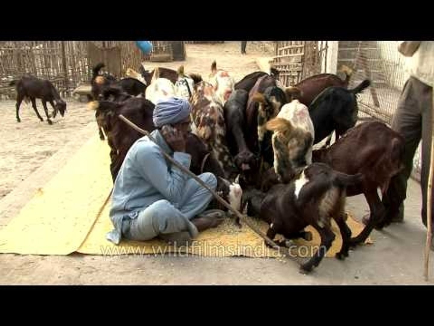 Local seller with his goats dealing on mobile at the Sonepur mela
