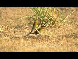 Blue-tailed Bee-eater (Merops philippinus) at Dhikala chaur