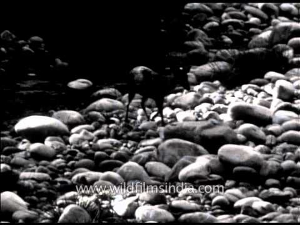 Archival footage of Barking deer at Corbett Park