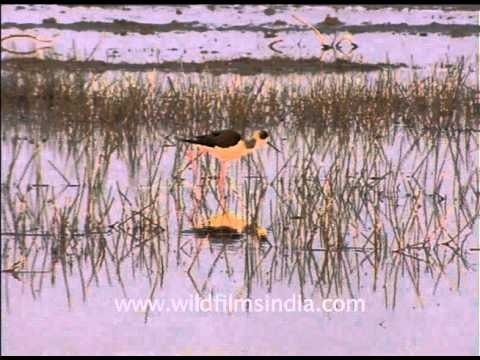 Group of Black-winged Stilt wandering through water